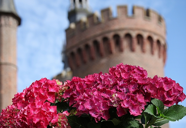 Ausschnitt einer pinken Hortensie im Vordergrund, im Hintergrund der Turm des Schlosses