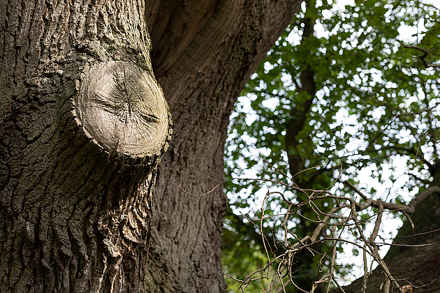 Detailaufnahme eines alten Baumes