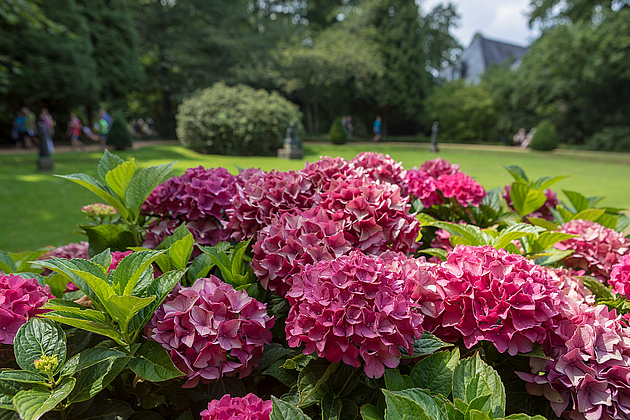 Besucher:innen im Schlosspark mit blühendem Hortensienstrauch im Vordergrund